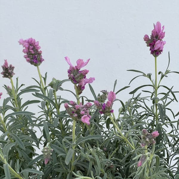 フレンチラベンダー(超巨大輪種):ラビッシュピンク5号鉢植え