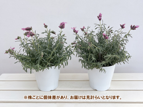 フレンチラベンダー(超巨大輪種):ラビッシュピンク5号鉢植え
