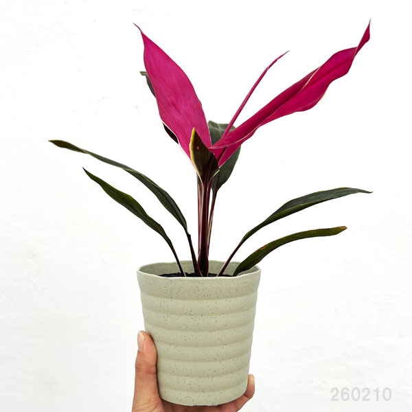 コルジリネ:ピンクビビット 4号ポット