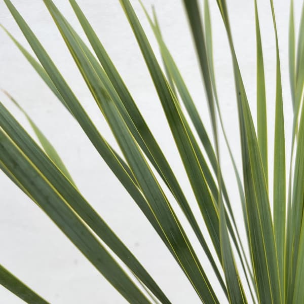 ユッカ:ロストラータ 6号鉢植え