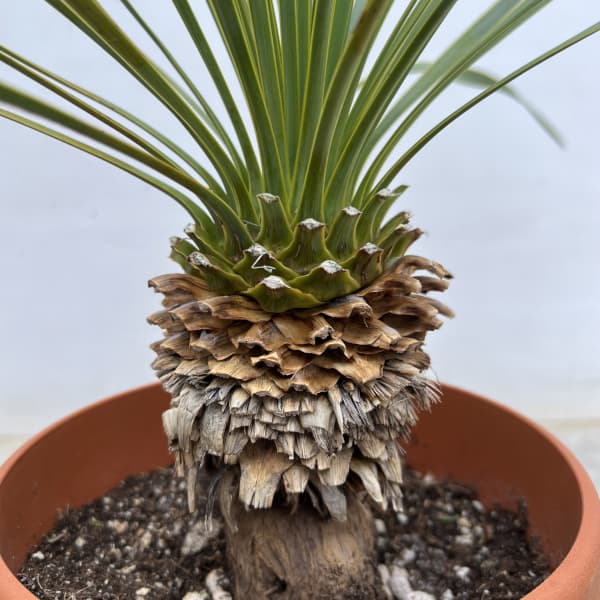 ユッカ:ロストラータ 6号鉢植え