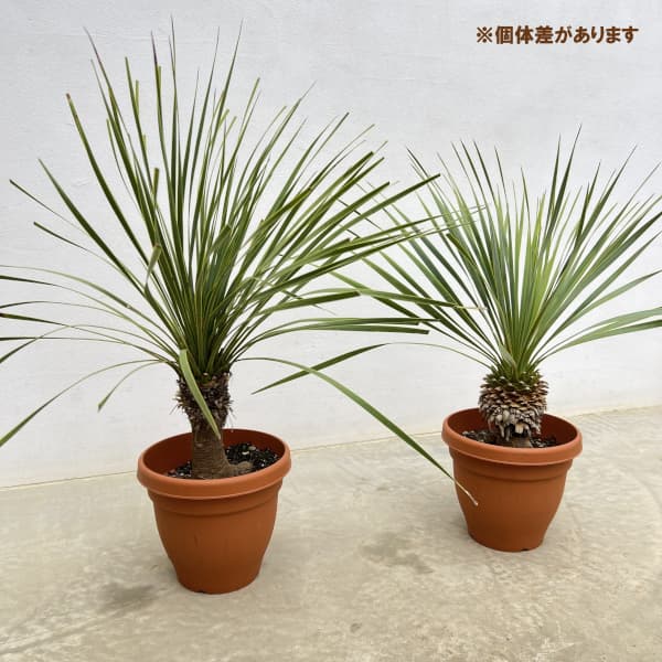 ユッカ:ロストラータ 6号鉢植え