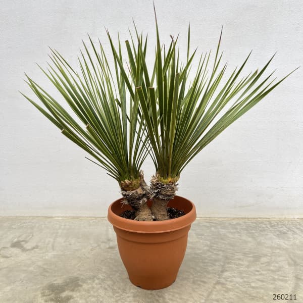 ユッカ:ロストラータ(2本立ち) 6号鉢植え