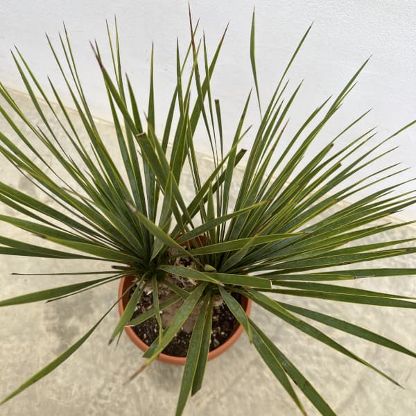 ユッカ:ロストラータ(2本立ち) 6号鉢植え