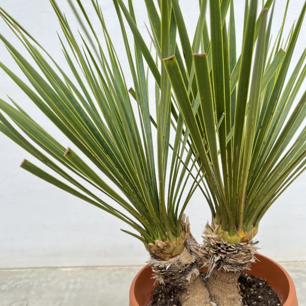 ユッカ:ロストラータ(2本立ち) 6号鉢植え