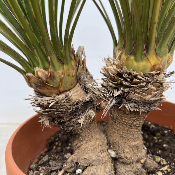 ユッカ:ロストラータ(2本立ち) 6号鉢植え