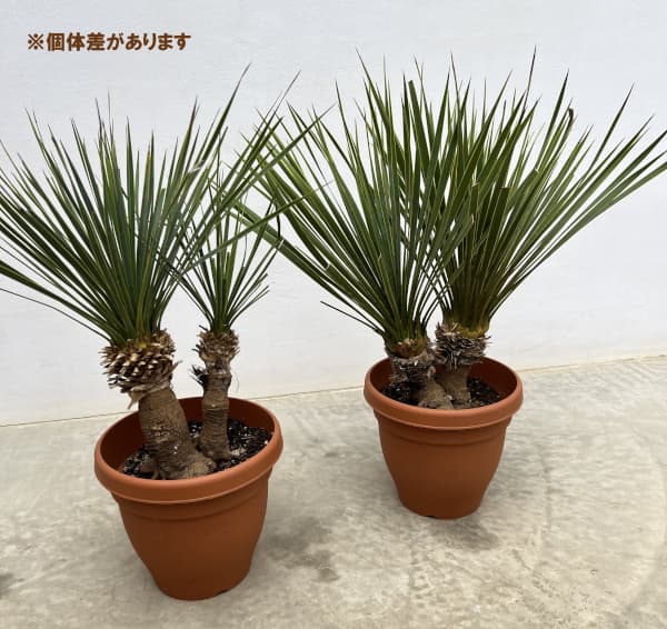 ユッカ:ロストラータ(2本立ち) 6号鉢植え