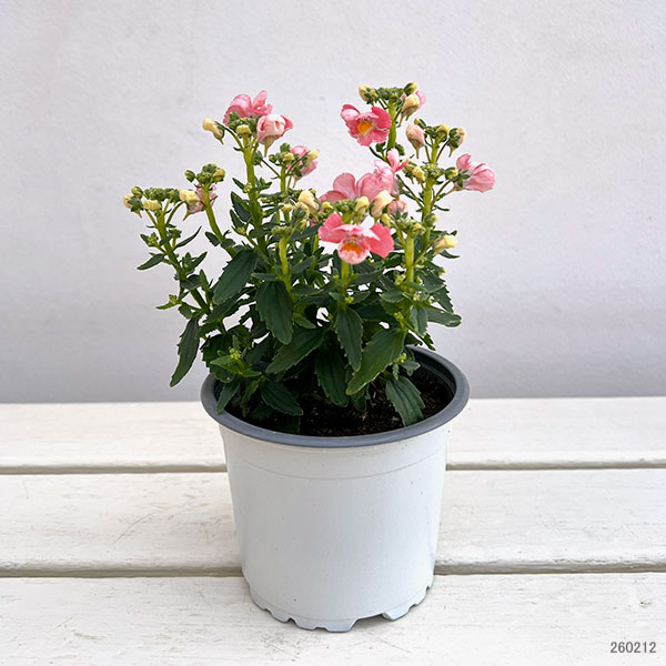 ネメシア：ピーチドロップ11cmポット