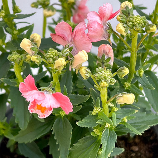 ネメシア：ピーチドロップ11cmポット