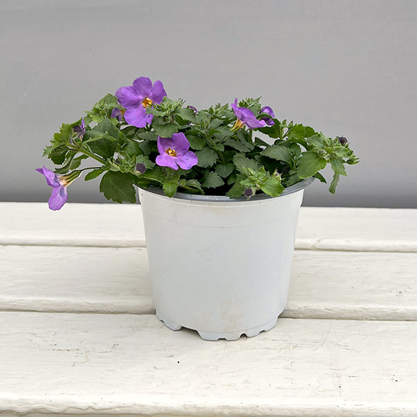 バコパ（ステラ）：スコーピア　ガリバーコンパクトパープル11cmポット