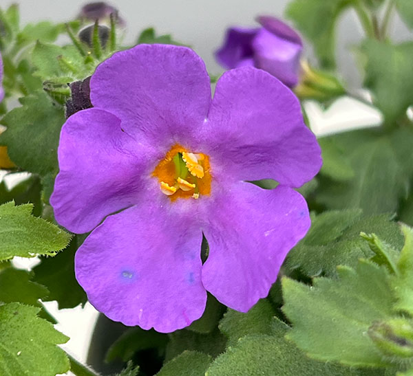 バコパ（ステラ）：スコーピア　ガリバーコンパクトパープル11cmポット