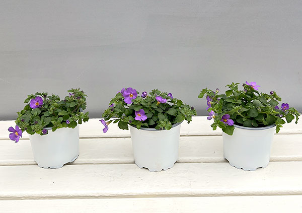 バコパ（ステラ）：スコーピア　ガリバーコンパクトパープル11cmポット