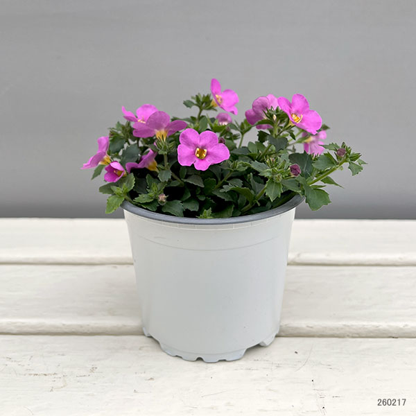 バコパ(ステラ):スコーピア ガリバーコンパクトローザ11cmポット