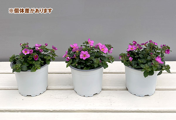 バコパ(ステラ):スコーピア ガリバーコンパクトローザ11cmポット