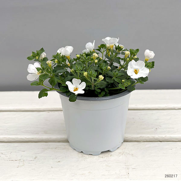 バコパ（ステラ）：スコーピア　ガリバーコンパクトホワイト11cmポット