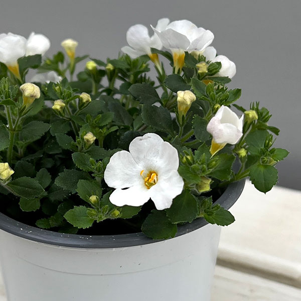 バコパ（ステラ）：スコーピア　ガリバーコンパクトホワイト11cmポット