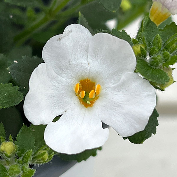 バコパ（ステラ）：スコーピア　ガリバーコンパクトホワイト11cmポット