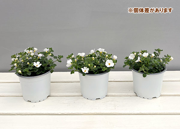 バコパ（ステラ）：スコーピア　ガリバーコンパクトホワイト11cmポット