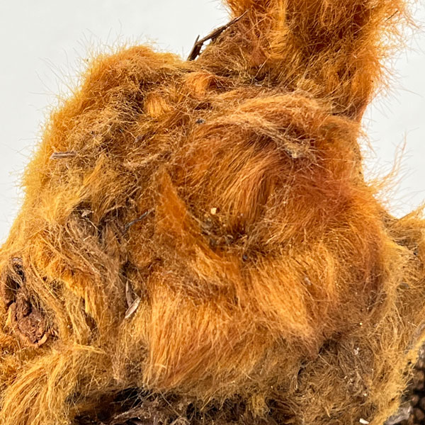 タカワラビ：ゴールデンチャウチャウ　6号鉢植え26-01