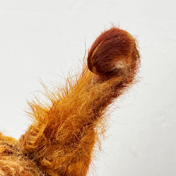 タカワラビ：ゴールデンチャウチャウ　6号鉢植え26-01