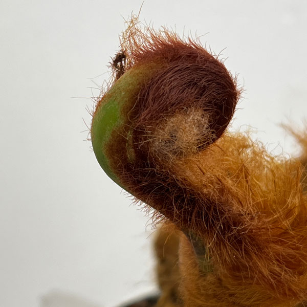 タカワラビ：ゴールデンチャウチャウ　6号鉢植え26-01