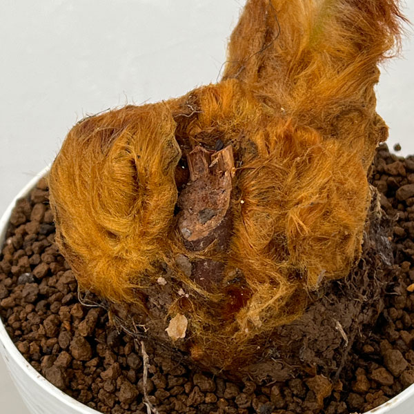 タカワラビ：ゴールデンチャウチャウ　6号鉢植え26-02