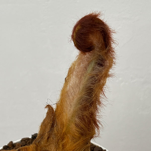 タカワラビ：ゴールデンチャウチャウ　6号鉢植え26-02