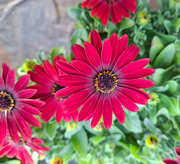 オステオスペルマム：プレリュード・レッド3号ポット