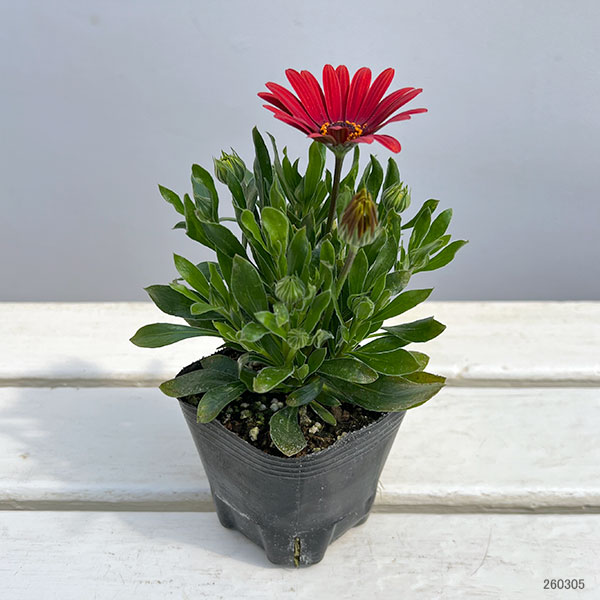 オステオスペルマム：プレリュード・レッド3号ポット