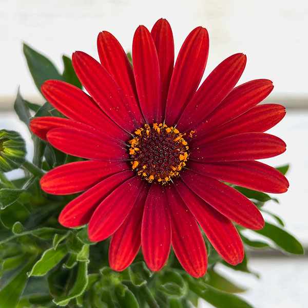 オステオスペルマム：プレリュード・レッド3号ポット