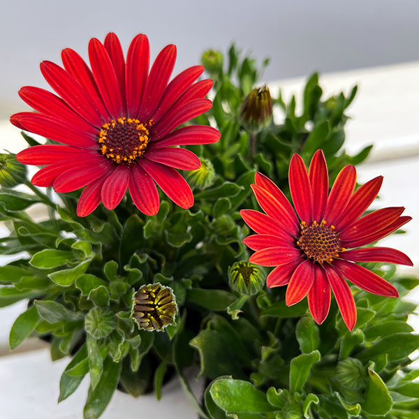 オステオスペルマム：プレリュード・レッド3号ポット