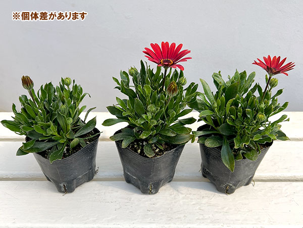 オステオスペルマム：プレリュード・レッド3号ポット