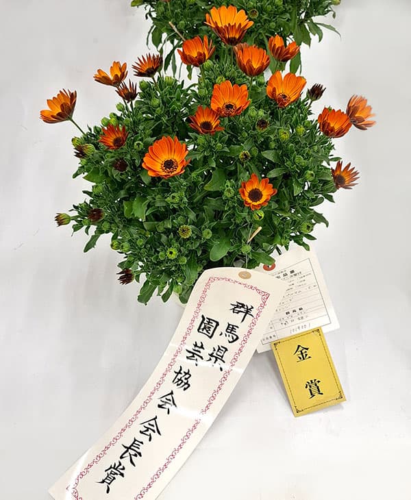 オステオスペルマム：プレリュード・オレンジ3号ポット