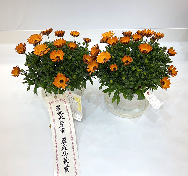 オステオスペルマム：プレリュード・オレンジ3号ポット