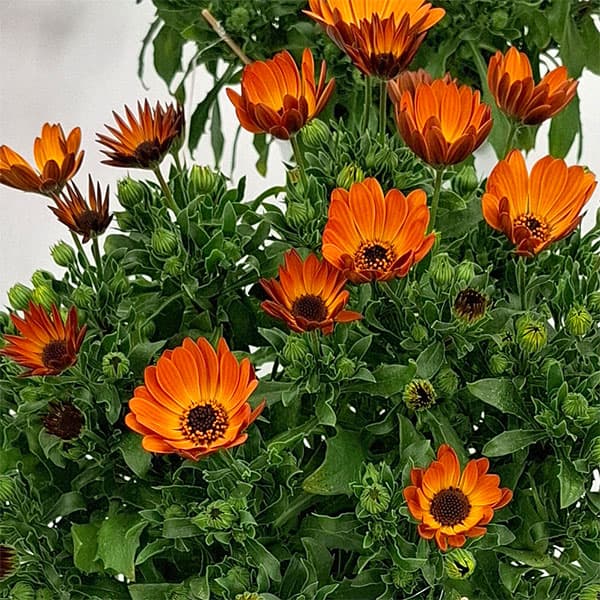 オステオスペルマム：プレリュード・オレンジ3号ポット