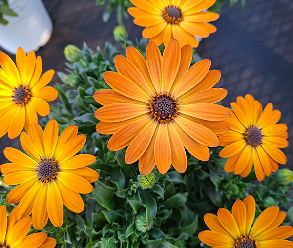 オステオスペルマム：プレリュード・オレンジ3号ポット