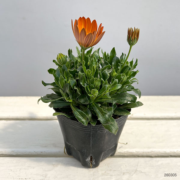 オステオスペルマム：プレリュード・オレンジ3号ポット