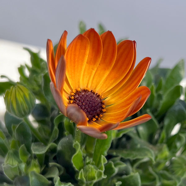 オステオスペルマム：プレリュード・オレンジ3号ポット