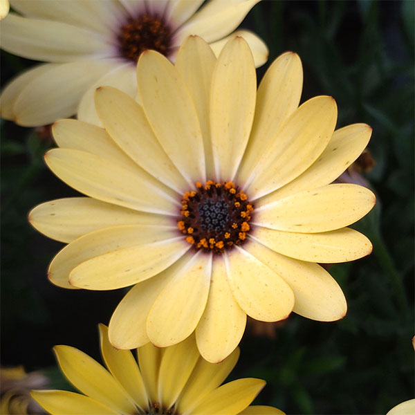 オステオスペルマム：プレリュード・クリーム3号ポット