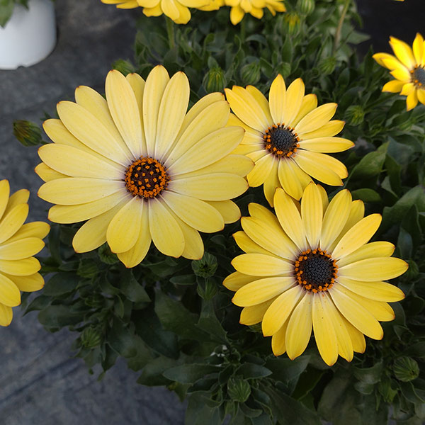 オステオスペルマム：プレリュード・クリーム3号ポット