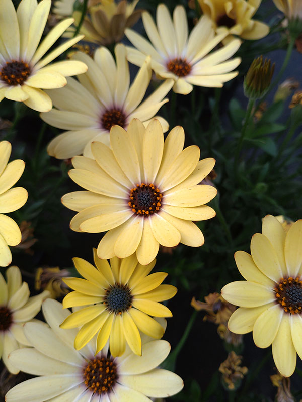 オステオスペルマム：プレリュード・クリーム3号ポット