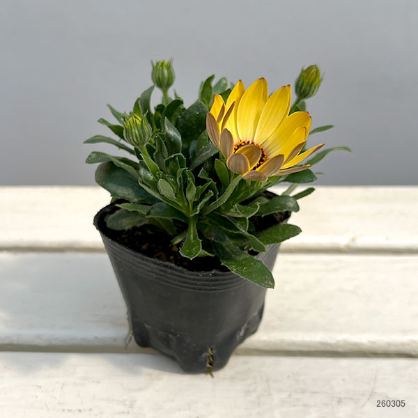 オステオスペルマム：プレリュード・クリーム3号ポット