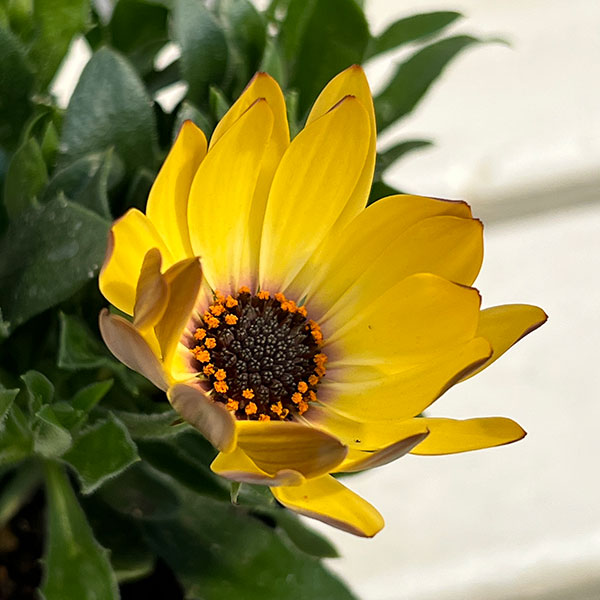 オステオスペルマム：プレリュード・クリーム3号ポット