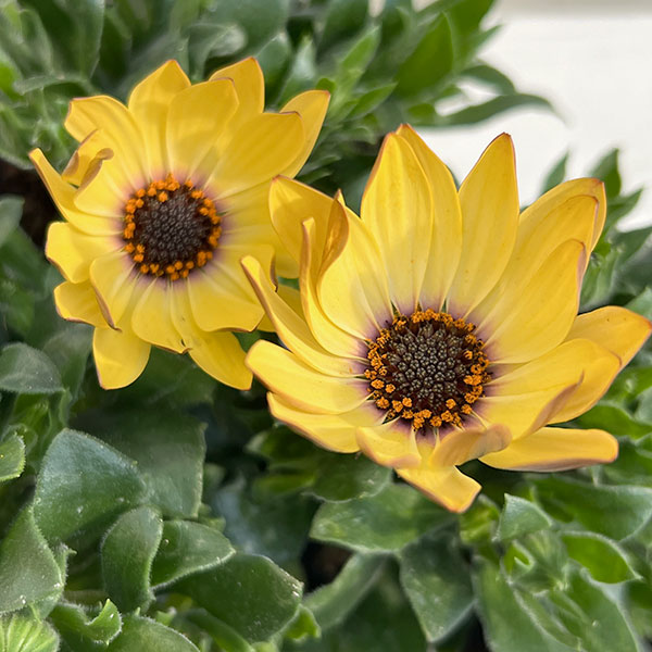 オステオスペルマム：プレリュード・クリーム3号ポット