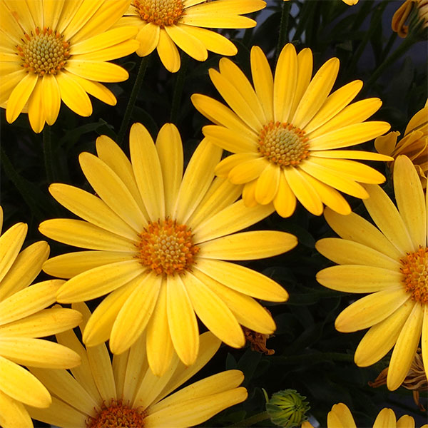 オステオスペルマム：プレリュード・ゴールド3号ポット