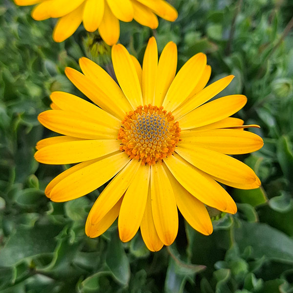 オステオスペルマム：プレリュード・ゴールド3号ポット