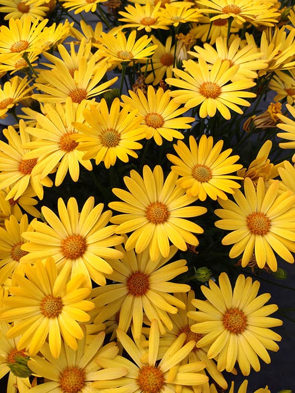 オステオスペルマム：プレリュード・ゴールド3号ポット