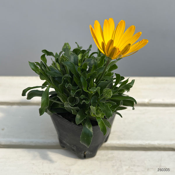 オステオスペルマム:プレリュード・ゴールド3号ポット