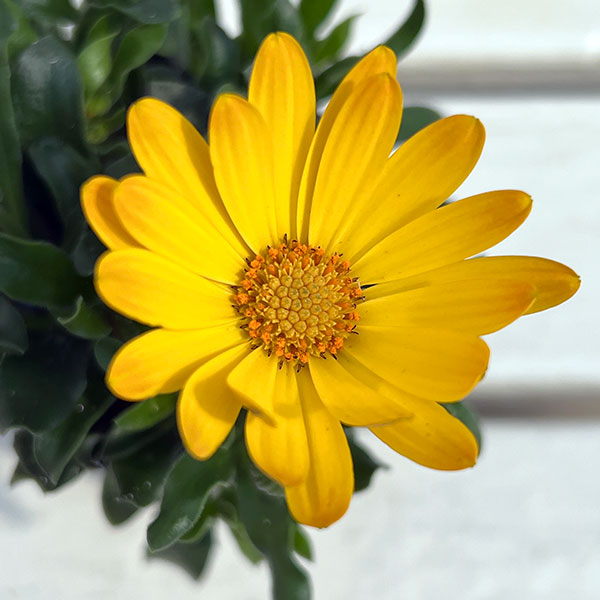 オステオスペルマム:プレリュード・ゴールド3号ポット