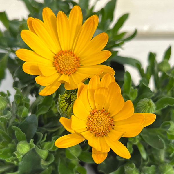 オステオスペルマム:プレリュード・ゴールド3号ポット